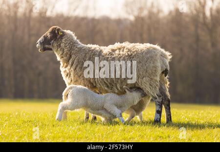 Zwei junge Lämmer füttern von ihrer Mutter Ewe Schafe. Hertfordshire. VEREINIGTES KÖNIGREICH Stockfoto