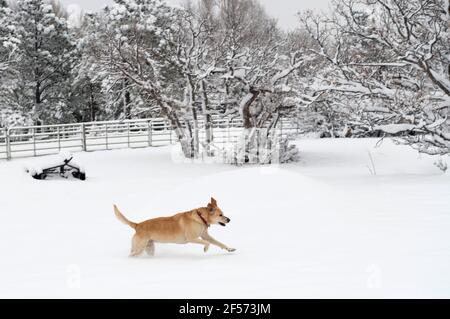 Annie das gelbe Labor genießt tiefen Schnee, von einem späten Frühling Schneesturm in Colorado Springs., Colorado. Stockfoto