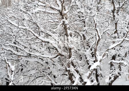 Schwerer Schnee auf Buscheichenbäumen, von einem späten Frühling Schneesturm in Colorado Springs., Colorado. Stockfoto