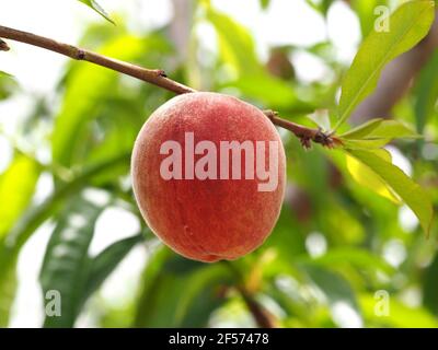 Makroaufnahme eines Pfirsichs auf einem Zweig. Unscharfer Hintergrund. Stockfoto