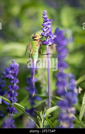 Eine weibliche, grüne Drachenfliege, die auf Lavendel in den Rosetta McClain Gardens in Scarborough, Ontario steht. Stockfoto