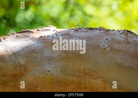 Arbutus andrachne, gemeinhin als der griechische Erdbeerbaum Stamm ohne Rinde. Natürlicher Hintergrund Stockfoto