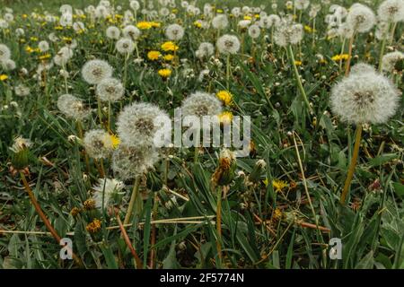 Weiße, flauschige Löwenzahn auf einer Frühlingswiese. Natürliche grüne Frühling Hintergrund. Zerbrechliche Löwenzahn-Federn aus der Nähe. Frühling farbenfrohe Natur. Blühend Stockfoto