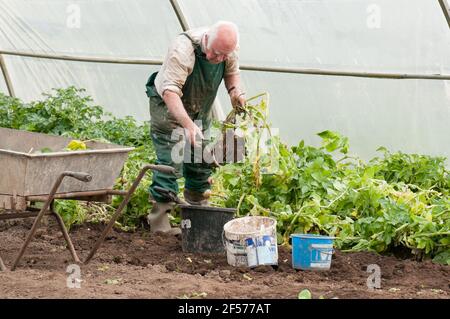 David Helme, der in seinem Ruhestand aktiv und beschäftigt ist, erntet Kartoffeln in seinen Polytunnels für den Markt in Schottland, Großbritannien. Stockfoto