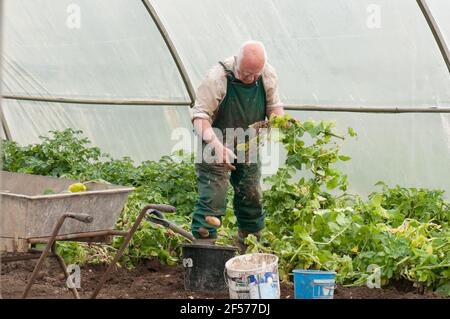 David Helme, der in seinem Ruhestand aktiv und beschäftigt ist, erntet Kartoffeln in seinen Polytunnels für den Markt in Schottland, Großbritannien. Stockfoto