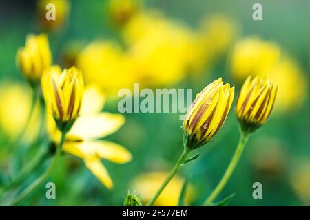 Ein Porträt von einigen geschlossenen gelben, verspannte Gänseblümchen. Die Blumen haben ein paar Regentropfen auf sie und der Hintergrund ist verschwommen. Stockfoto