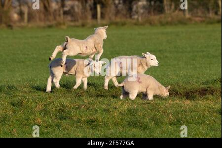 UK Wetter, Clitheroe, Lancashire, UK. März 2021, 24th. Fröhliche Frühlingslämmer spielen in der Nachmittagssonne in Whitewell, Clitheroe, Lancashire, Großbritannien. Kredit: John Eveson/Alamy Live Nachrichten Stockfoto