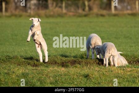 UK Wetter, Clitheroe, Lancashire, UK. März 2021, 24th. Fröhliche Frühlingslämmer spielen in der Nachmittagssonne in Whitewell, Clitheroe, Lancashire, Großbritannien. Kredit: John Eveson/Alamy Live Nachrichten Stockfoto