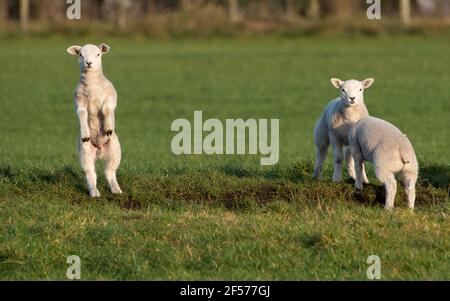 UK Wetter, Clitheroe, Lancashire, UK. März 2021, 24th. Fröhliche Frühlingslämmer spielen in der Nachmittagssonne in Whitewell, Clitheroe, Lancashire, Großbritannien. Kredit: John Eveson/Alamy Live Nachrichten Stockfoto