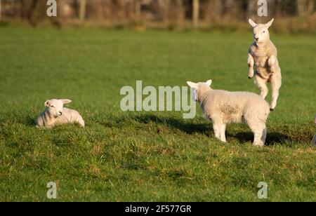 UK Wetter, Clitheroe, Lancashire, UK. März 2021, 24th. Fröhliche Frühlingslämmer spielen in der Nachmittagssonne in Whitewell, Clitheroe, Lancashire, Großbritannien. Kredit: John Eveson/Alamy Live Nachrichten Stockfoto