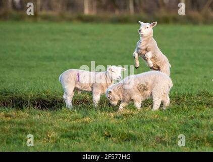 UK Wetter, Clitheroe, Lancashire, UK. März 2021, 24th. Fröhliche Frühlingslämmer spielen in der Nachmittagssonne in Whitewell, Clitheroe, Lancashire, Großbritannien. Kredit: John Eveson/Alamy Live Nachrichten Stockfoto