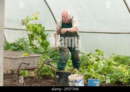 David Helme, der in seinem Ruhestand aktiv und beschäftigt ist, erntet Kartoffeln in seinen Polytunnels für den Markt in Schottland, Großbritannien. Stockfoto