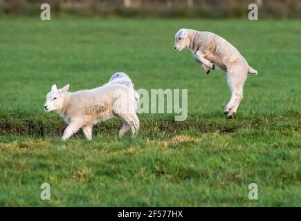 UK Wetter, Clitheroe, Lancashire, UK. März 2021, 24th. Fröhliche Frühlingslämmer spielen in der Nachmittagssonne in Whitewell, Clitheroe, Lancashire, Großbritannien. Kredit: John Eveson/Alamy Live Nachrichten Stockfoto