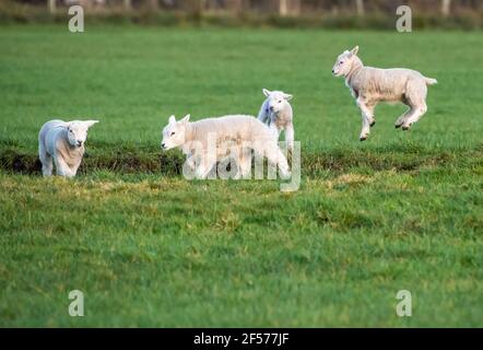 UK Wetter, Clitheroe, Lancashire, UK. März 2021, 24th. Fröhliche Frühlingslämmer spielen in der Nachmittagssonne in Whitewell, Clitheroe, Lancashire, Großbritannien. Kredit: John Eveson/Alamy Live Nachrichten Stockfoto