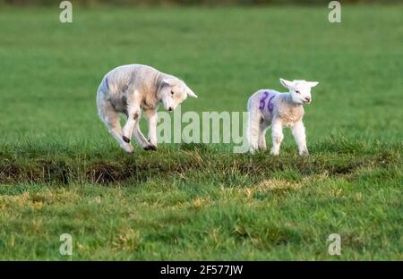 UK Wetter, Clitheroe, Lancashire, UK. März 2021, 24th. Fröhliche Frühlingslämmer spielen in der Nachmittagssonne in Whitewell, Clitheroe, Lancashire, Großbritannien. Kredit: John Eveson/Alamy Live Nachrichten Stockfoto