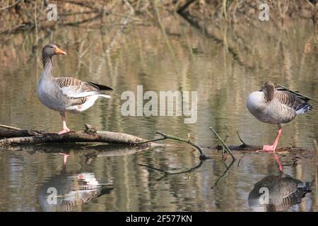 Graugans im Stadtpark Staddijk Stockfoto