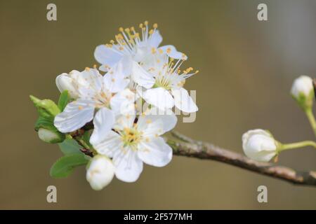 Prunus mahaleb im Stadtpark Staddijk in Nijmegen, Niederlande Stockfoto