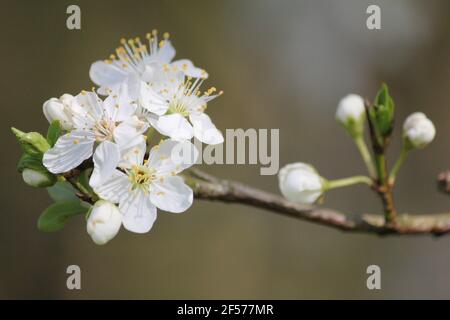 Prunus mahaleb im Stadtpark Staddijk in Nijmegen, Niederlande Stockfoto