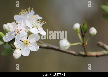 Prunus mahaleb im Stadtpark Staddijk in Nijmegen, Niederlande Stockfoto