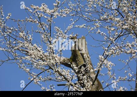 Prunus mahaleb im Stadtpark Staddijk in Nijmegen, Niederlande Stockfoto