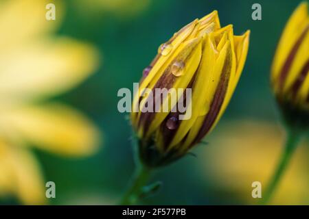 Ein Nahaufnahme-Porträt einer vollständig geschlossenen gelben, verspannten Gänseblümchen-Blume mit ein paar Regentropfen darauf. Die Wassertropfen befinden sich auf den Blütenblättern der Blütenblätter Stockfoto
