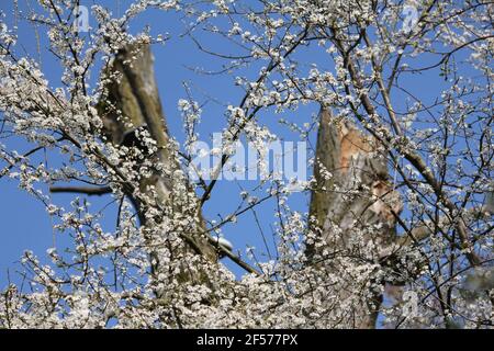 Prunus mahaleb im Stadtpark Staddijk in Nijmegen, Niederlande Stockfoto