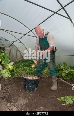 David Helme, der in seinem Ruhestand aktiv und beschäftigt ist, erntet Kartoffeln in seinen Polytunnels für den Markt in Schottland, Großbritannien. Stockfoto