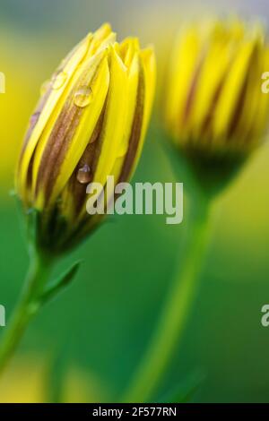 Ein vertikales Nahaufnahme-Porträt einer vollständig geschlossenen gelben, verspannten Gänseblümchen-Blume mit ein paar Regentropfen darauf. Die Wassertropfen befinden sich auf den Blütenblättern des f Stockfoto