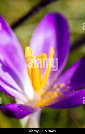 Ein Makroportrait des Stößels eines Krokus Vernus oder einer purpurnen Krokusfrühlingsblume. Rund um den Stößel verstreut ist etwas gelber Antherstaub oder Pollen. Stockfoto