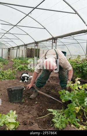 David Helme, der in seinem Ruhestand aktiv und beschäftigt ist, erntet Kartoffeln in seinen Polytunnels für den Markt mit seinem Border Collie Hund in Schottland, Großbritannien. Stockfoto