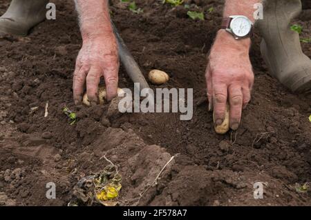 David Helme, der in seinem Ruhestand aktiv und beschäftigt ist, erntet Kartoffeln in seinen Polytunnels für den Markt in Schottland, Großbritannien. Stockfoto