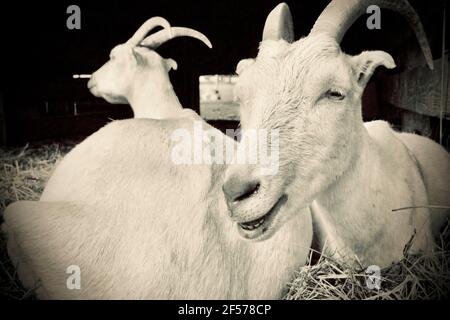 Zwei Ziegen auf der Cherry Grove Farm in Lawrenceville, NJ, USA Stockfoto