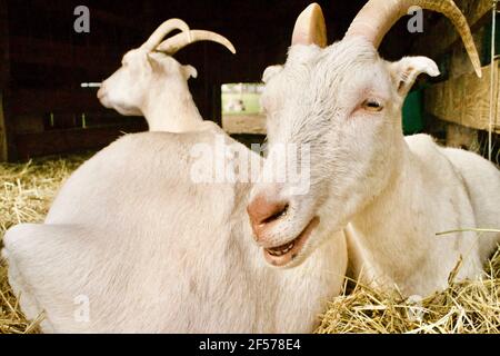 Zwei Ziegen auf der Cherry Grove Farm in Lawrenceville, NJ, USA Stockfoto