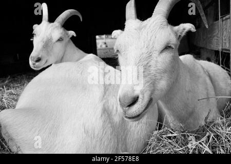 Zwei Ziegen auf der Cherry Grove Farm in Lawrenceville, NJ, USA Stockfoto