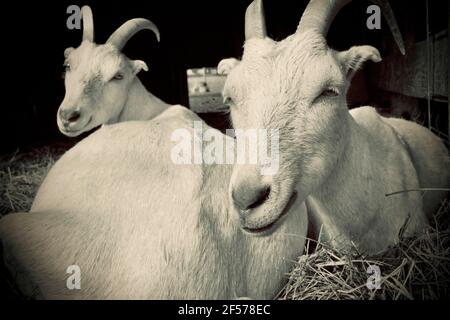 Zwei Ziegen auf der Cherry Grove Farm in Lawrenceville, NJ, USA Stockfoto