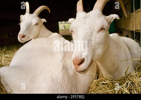 Zwei Ziegen auf der Cherry Grove Farm in Lawrenceville, NJ, USA Stockfoto