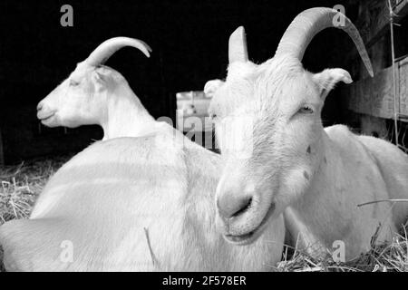 Zwei Ziegen auf der Cherry Grove Farm in Lawrenceville, NJ, USA Stockfoto