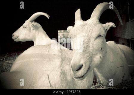 Zwei Ziegen auf der Cherry Grove Farm in Lawrenceville, NJ, USA Stockfoto