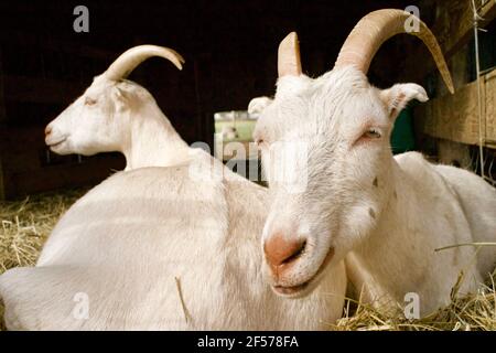 Zwei Ziegen auf der Cherry Grove Farm in Lawrenceville, NJ, USA Stockfoto