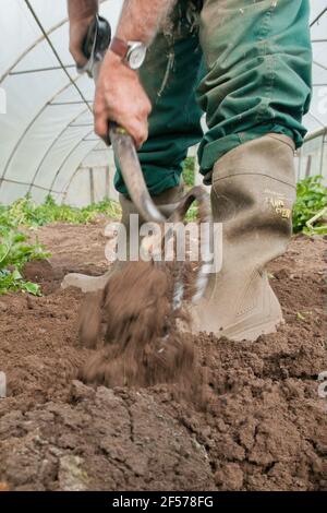 David Helme, der in seinem Ruhestand aktiv und beschäftigt ist, erntet Kartoffeln in seinen Polytunnels für den Markt in Schottland, Großbritannien. Stockfoto