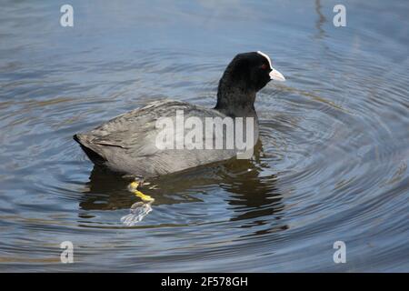 Eurasischer Ruß im Stadtpark Staddijk in Nijmegen, Niederlande Stockfoto