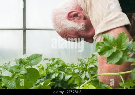 David Helme, der in seinem Ruhestand aktiv und beschäftigt ist, erntet Kartoffeln in seinen Polytunnels für den Markt in Schottland, Großbritannien. Stockfoto