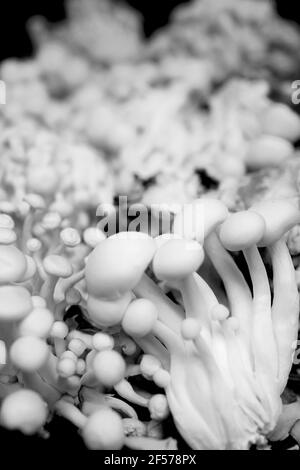 Shimeji-Pilz oder weiße Buchenpilze im Bund. Geringe Schärfentiefe. Stockfoto