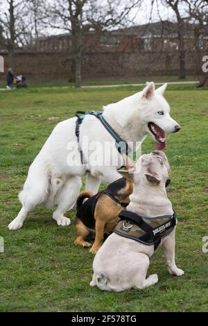 Drei Hunde, Husky, Jack Russell und Französisch Bulldogge treffen, begrüßen und spielen zusammen Stockfoto