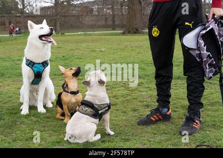 Drei Hunde, Husky, Jack Russell und Französisch Bulldogge schauen nach oben Stockfoto