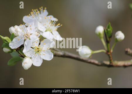 Prunus mahaleb im Stadtpark Staddijk in Nijmegen, Niederlande Stockfoto