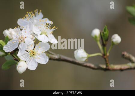 Prunus mahaleb im Stadtpark Staddijk in Nijmegen, Niederlande Stockfoto