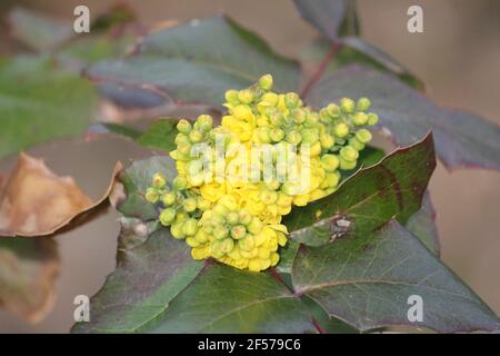 Oregon Traube im Stadtpark Staddijk in Nijmegen, Niederlande Stockfoto