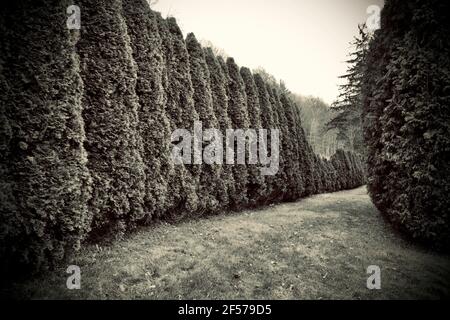 Eine lange Gartenhecke von immergrünen Sträuchern ohne Menschen. Starke Perspektive in dieser horizontalen Fotografie Stockfoto