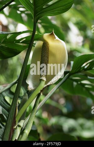 Monstera adansonii Stockfoto